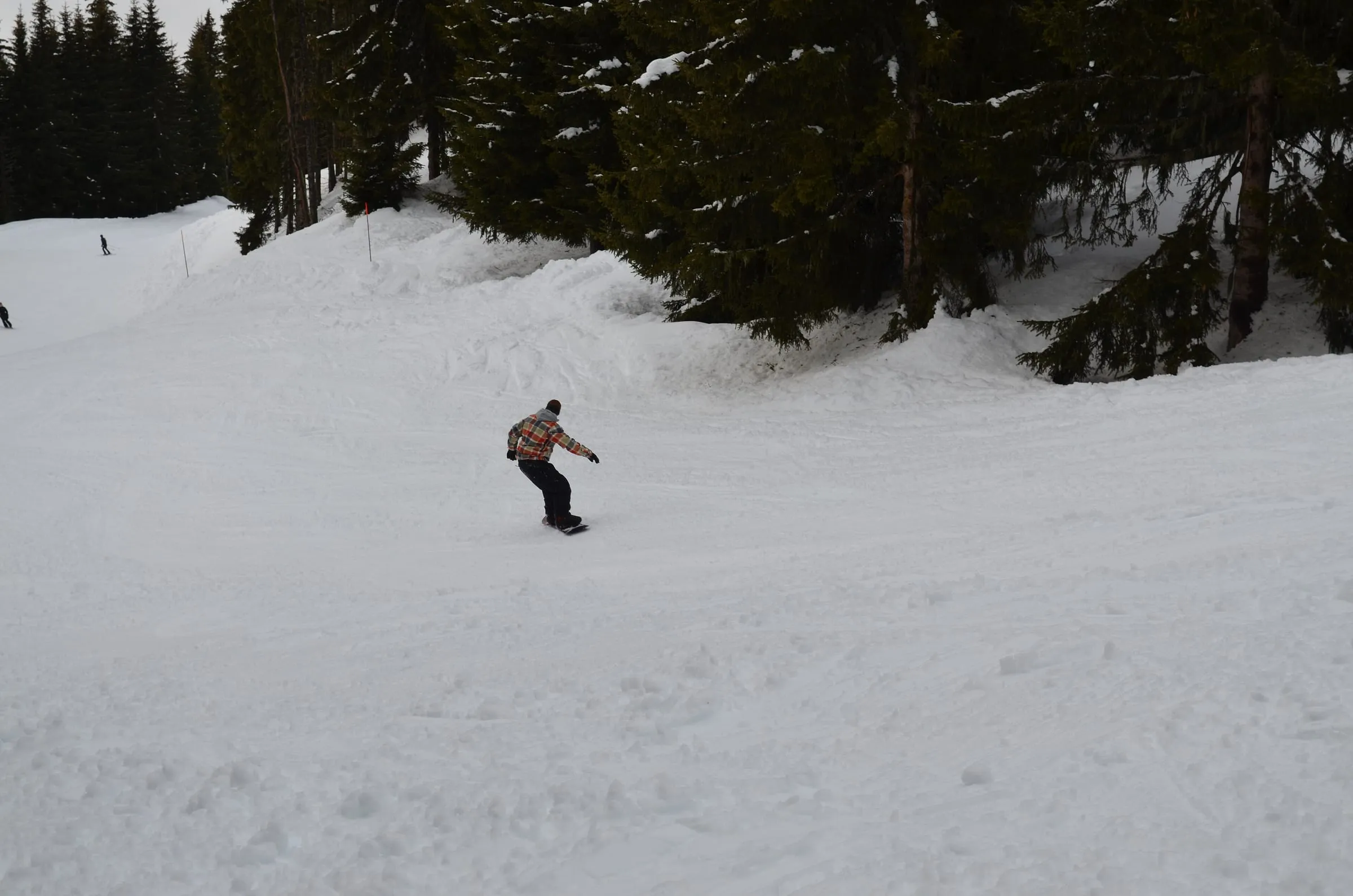 A snowboarder on a tree-lined piste in the Les Houches ski area