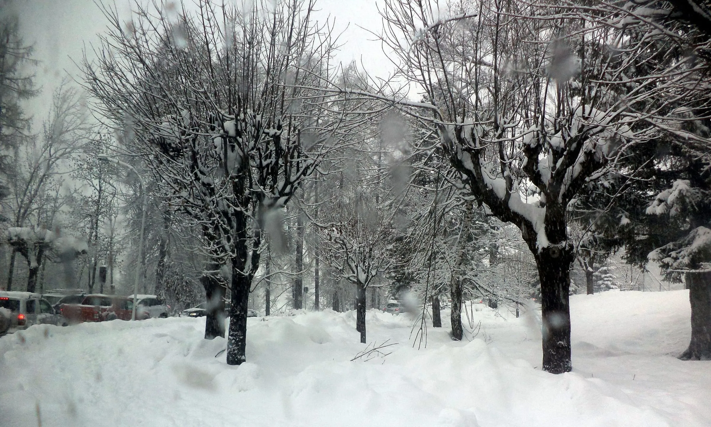 Snow-laden trees along Via del Parco in Cortina d'Ampezzo after a snowfall