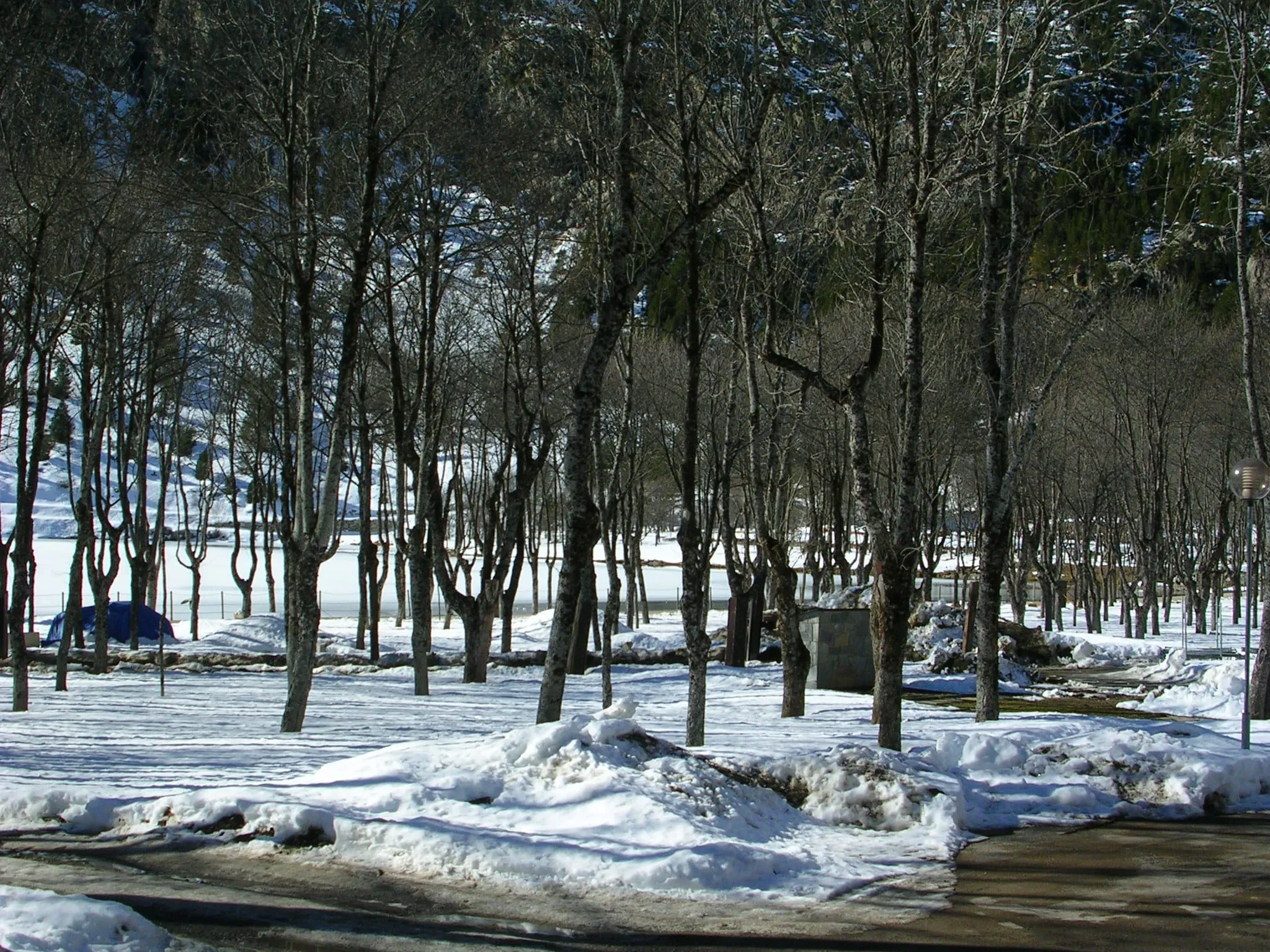 Snow under the trees at the Balneario de Panticosa spa in winter